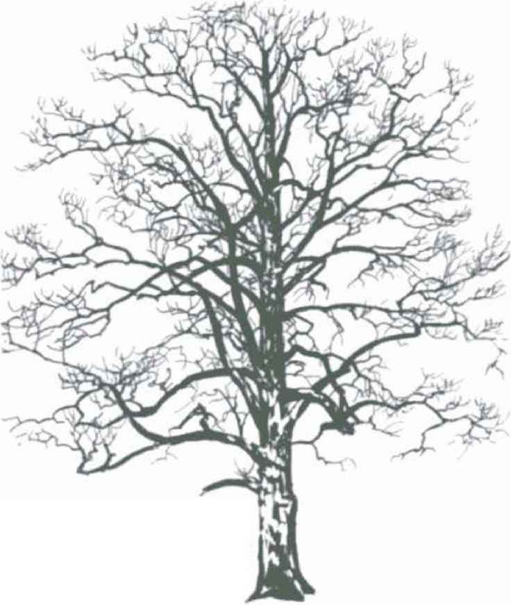 736x871 Tree Silhouettes