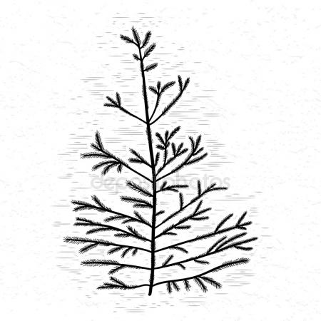 450x450 Cedar Tree Silhouette Stock Photos, Royalty Free Cedar Tree