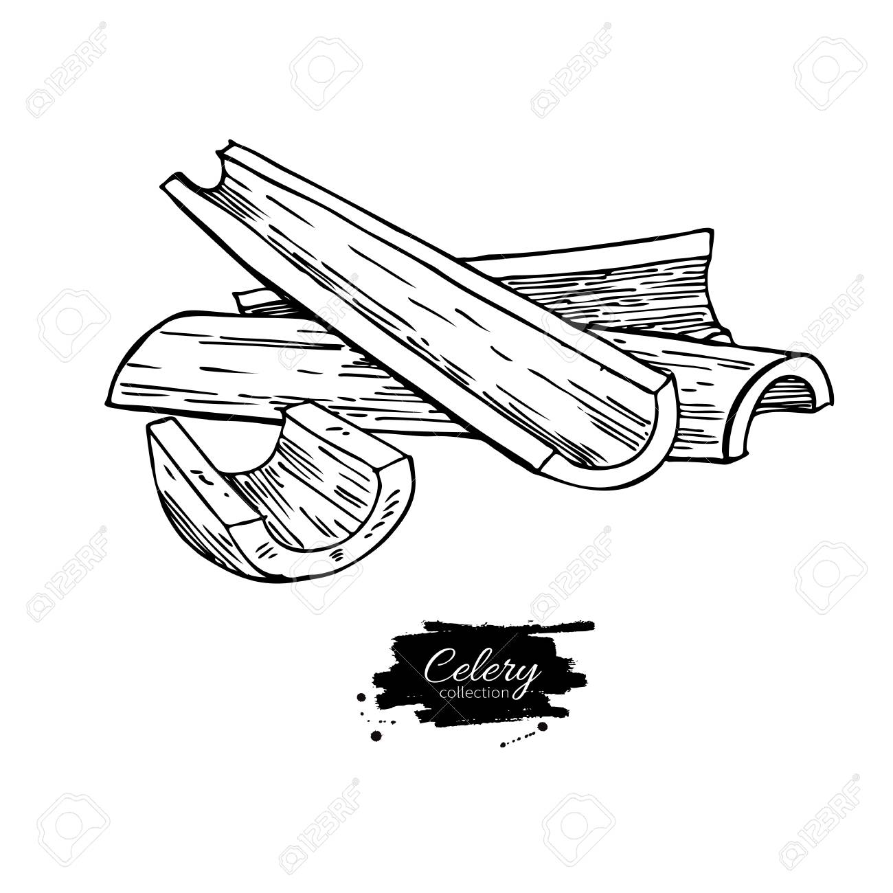 1300x1300 Celery Stick Hand Drawn Vector Illustration. Isolated Vegetable