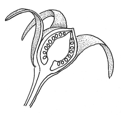 418x399 Tomato Flower Section. Drawings Of Fruit Formation In Plants