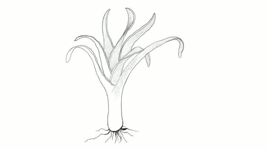 852x480 Bulb Amp Stem Vegetable, Motion Clip Of Illustration Hand Drawn