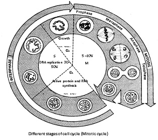 313x276 Division Phase