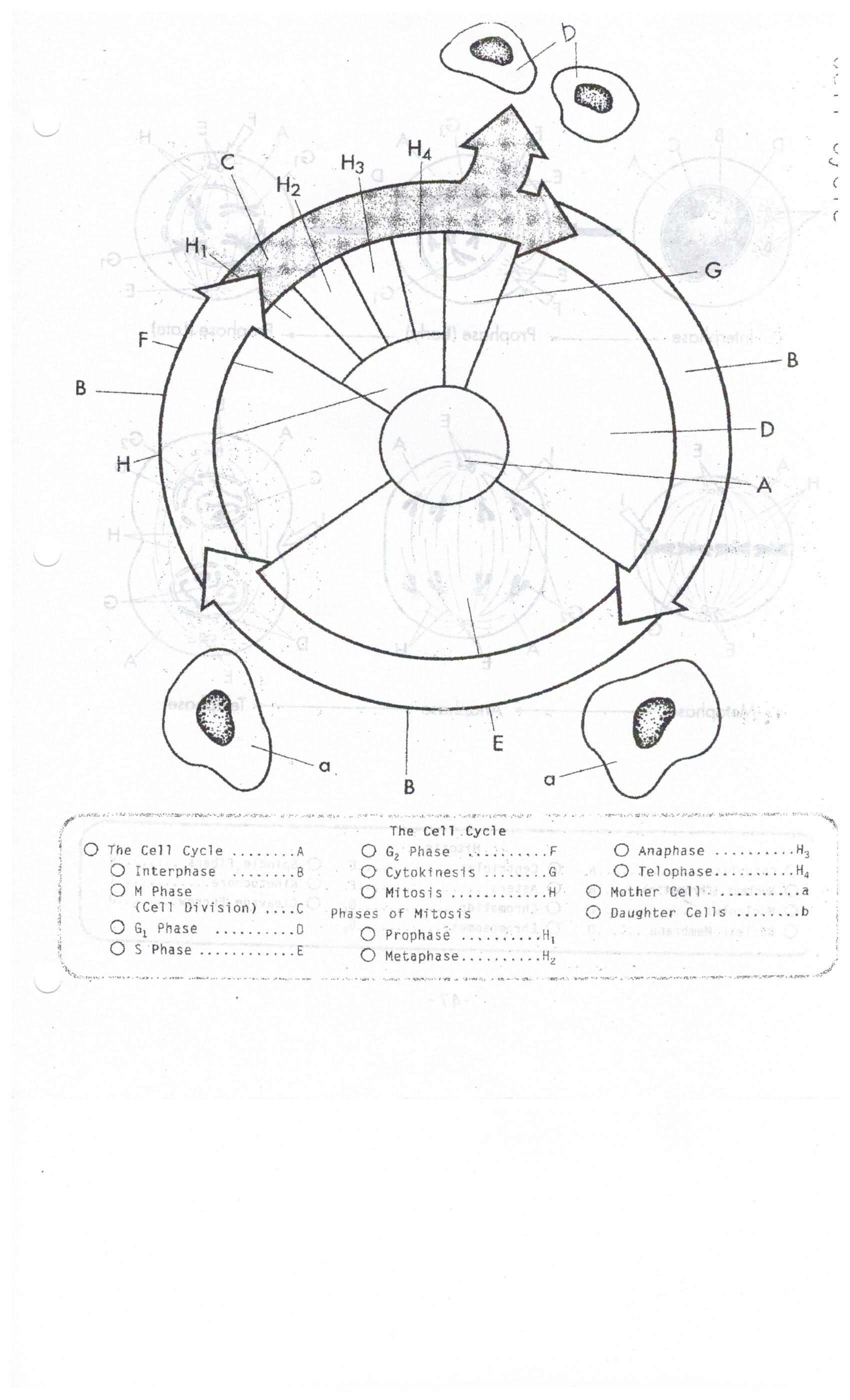 1700x2800 Drawing Of Cell Cycle Biocp