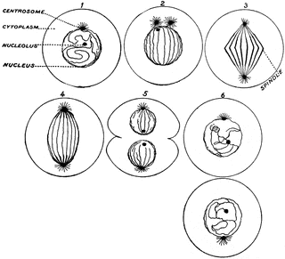 320x291 Process Of Cell Division Clipart Etc