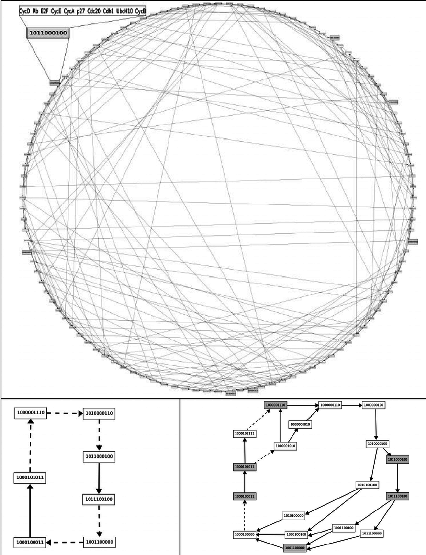 850x1106 Simulations Of The Wild Type Cell Cycle Based On The Boolean Model