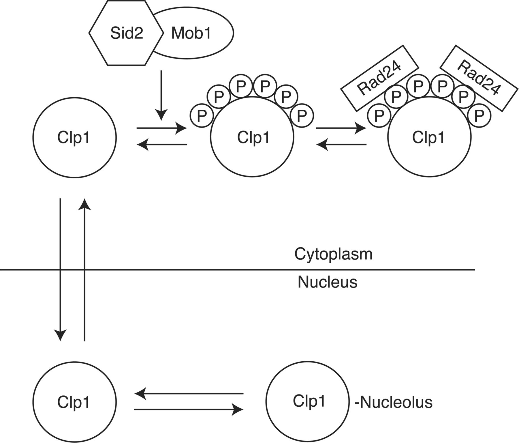 1800x1535 The Role Of Cdc14 Phosphatases In The Control Of Cell Division