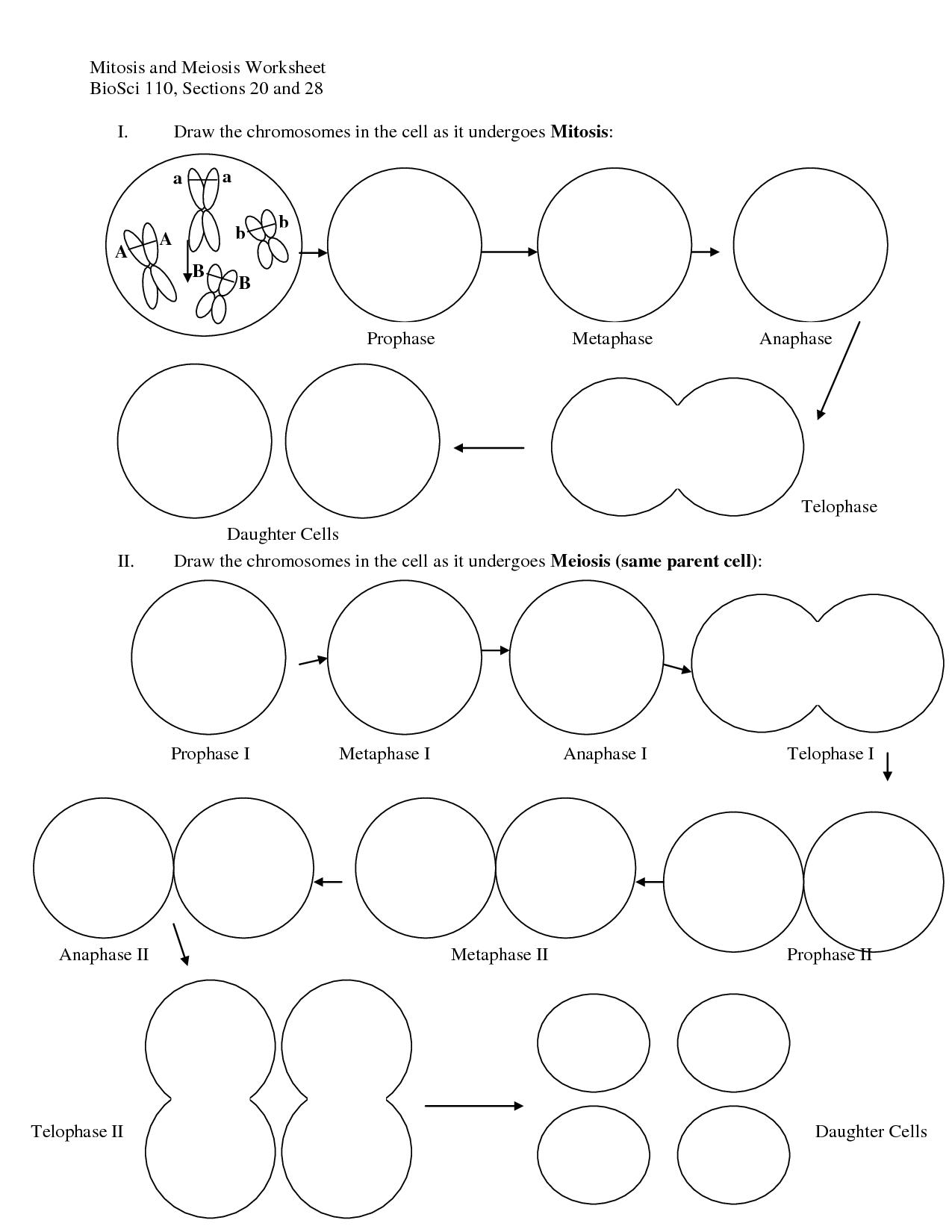 1275x1650 Meiosis Stages Worksheet