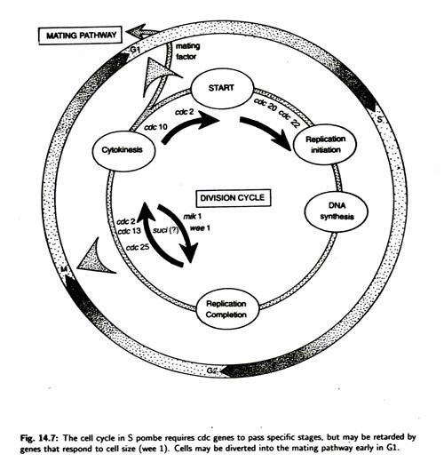 500x529 Cell Cycle Introduction, Phases, And Controlling Phases