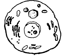 215x184 Comparing Cells, Tissues, And Organs