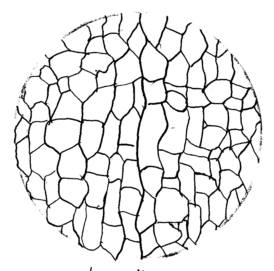 924x913 Drawings Of Onion Cells Clipart Panda