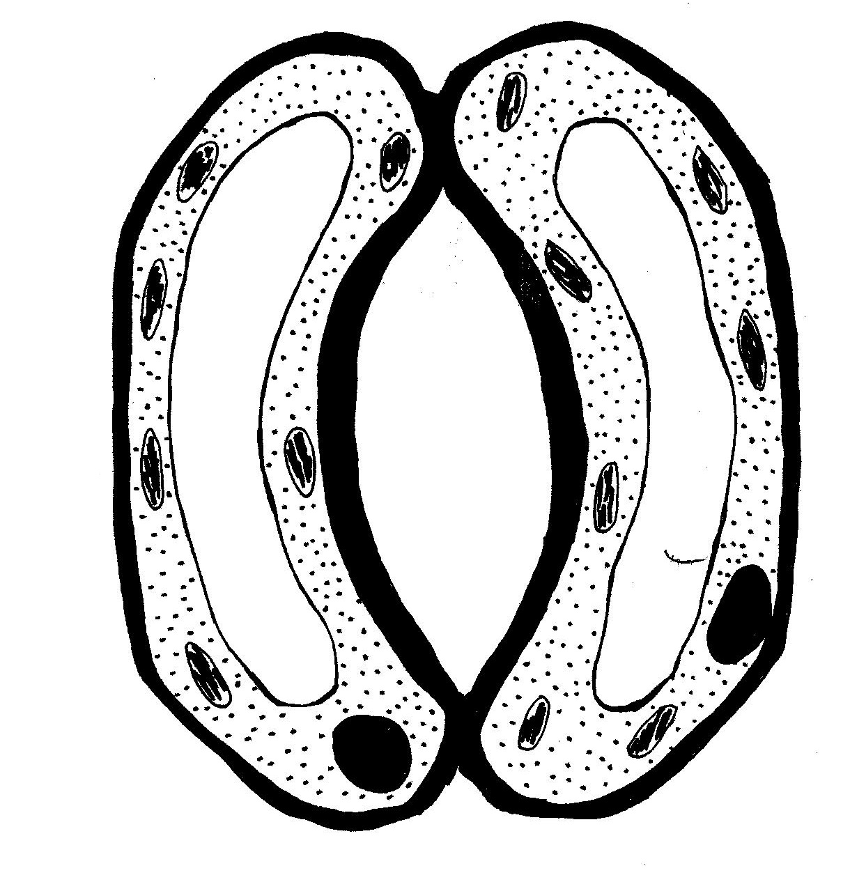 1220x1256 Guard Cells Ibug