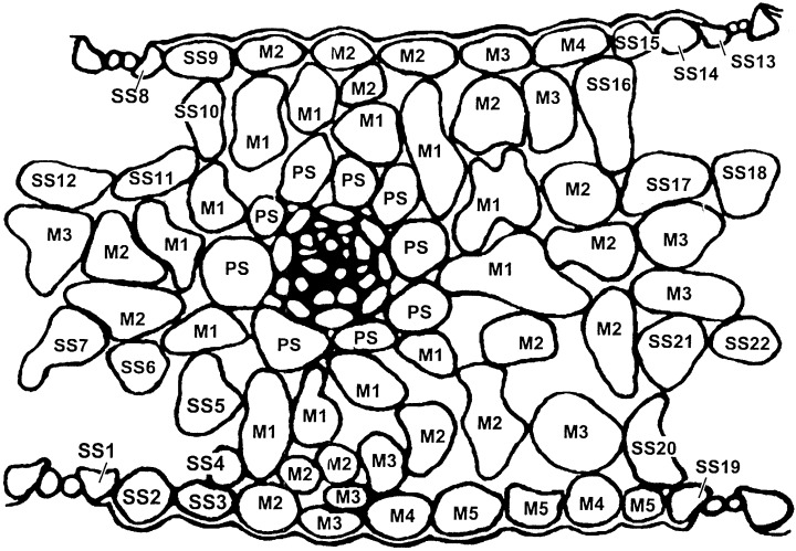 720x499 An Idealized Diagram Of A Transverse Section Of A Wheat Leaf