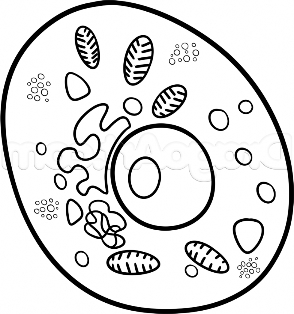 958x1024 How To Draw To Animal Cell The Cell Amoebamike