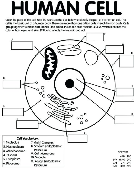 564x715 Human Cell Coloring Page Animal Diagram Labeled Marvellous