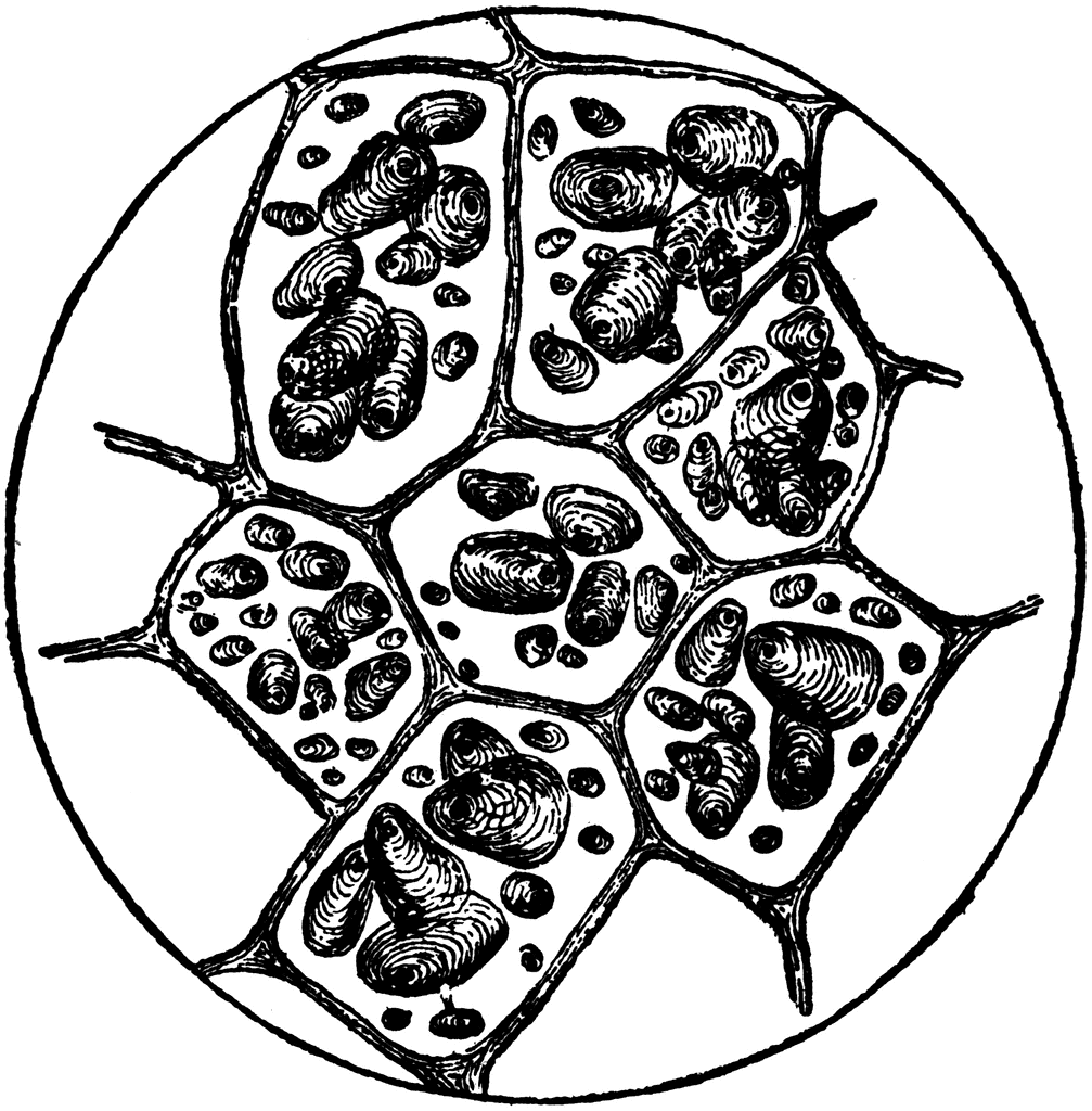 1007x1024 Potato Cells Clipart Etc