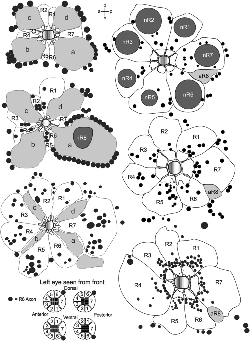 850x1158 Crystalline Cone Of U. Vomeris. Schematic Drawing Shows