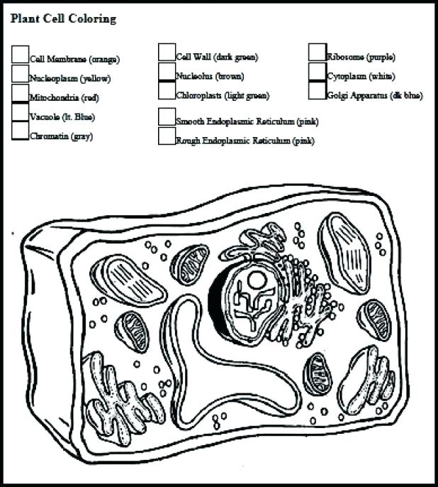 618x686 Animal Cell Coloring Page Plant Cell Coloring Page 1 With Regard