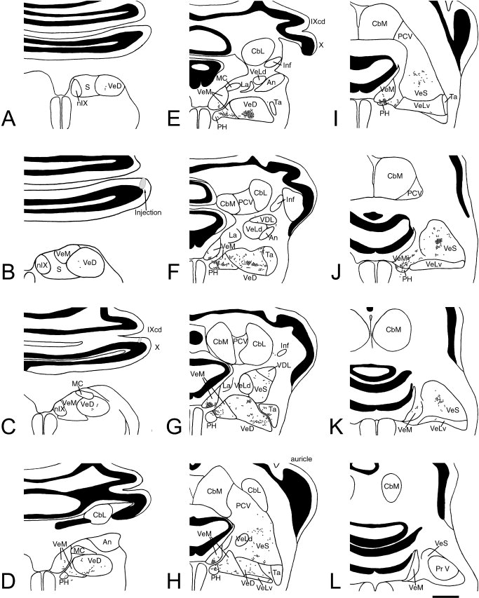683x853 Projections Of The Purkinje Cells In The Rva Zones. Drawings