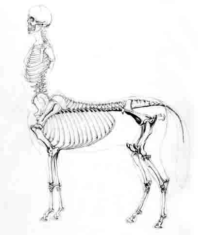 416x485 Centaur Drawing