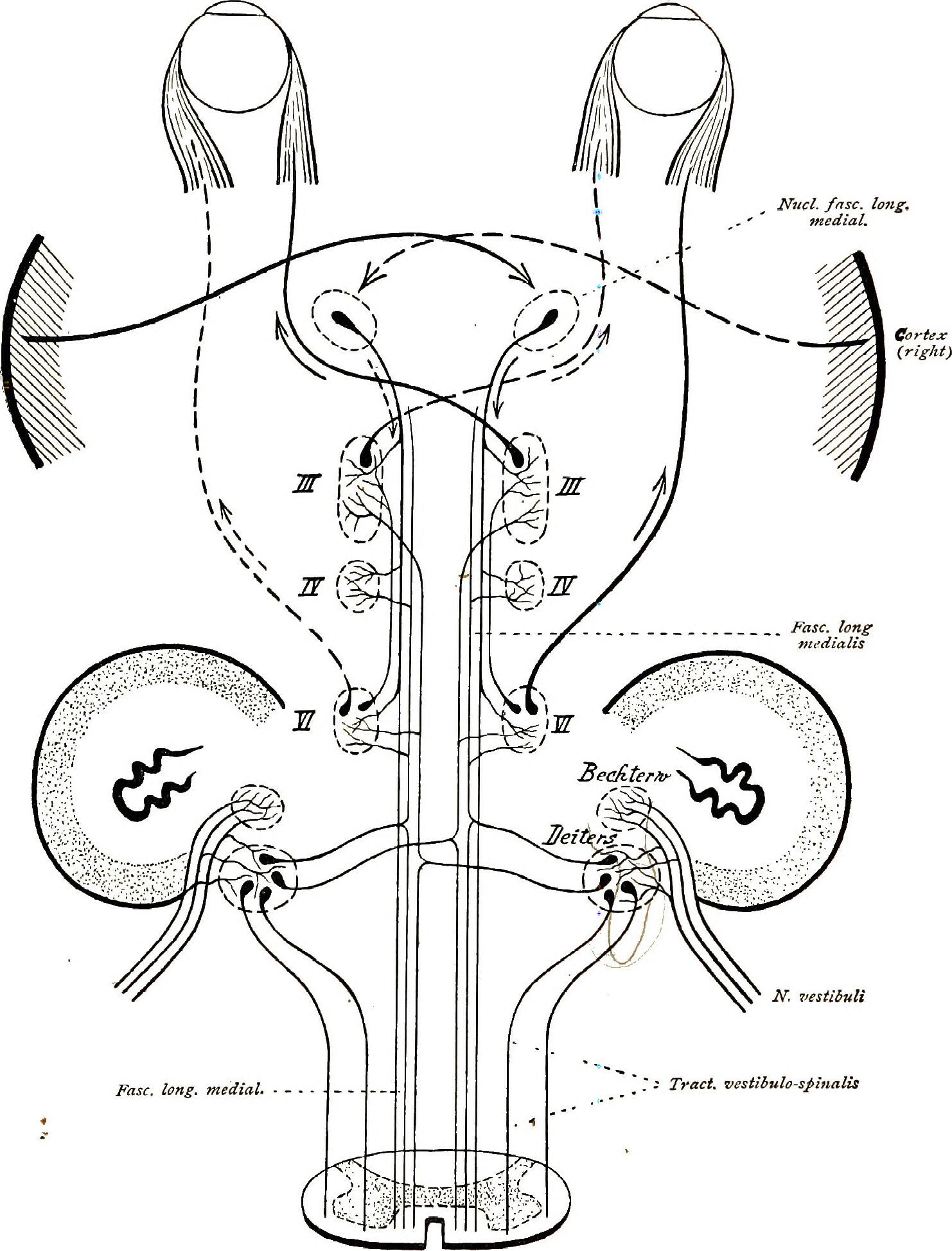 1482x1948 Filebrain And Spinal Cord A Manual For Study