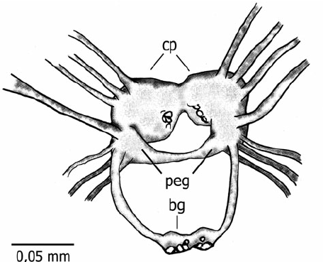 456x369 Tritonia Khaleesi Sp. Nov. Drawing From Paratype Cmphrm 3757b