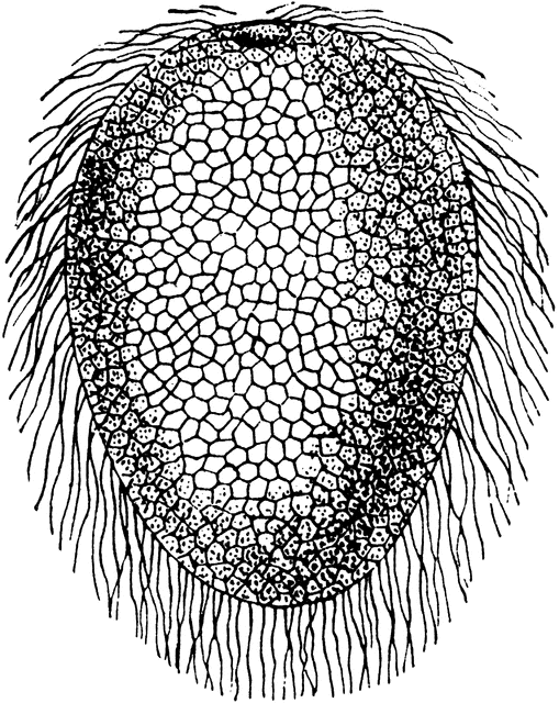 509x640 Chalk Sponge Gastrula Clipart Etc