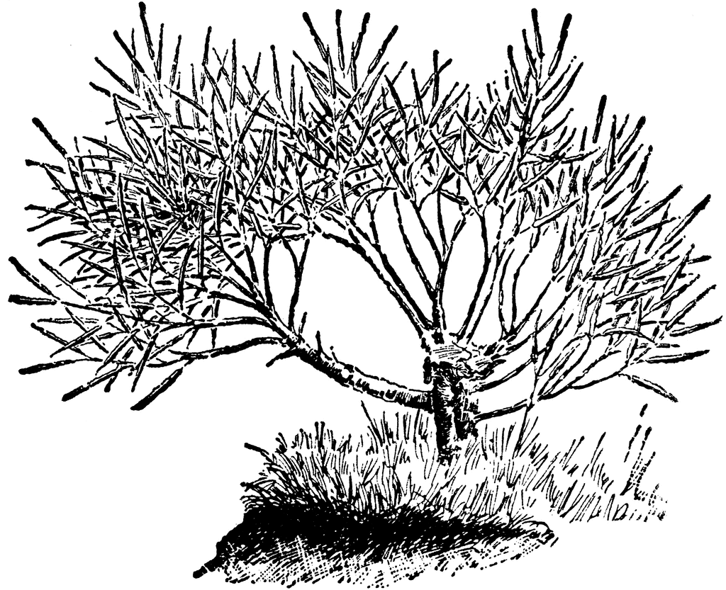 1024x833 Wild Cabbage Plant Clipart Etc