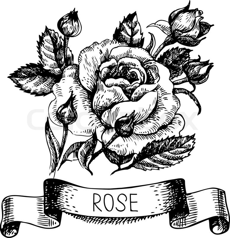 775x800 Sketch Floral Rose Banner With Ribbon. Hand Drawn Illustration