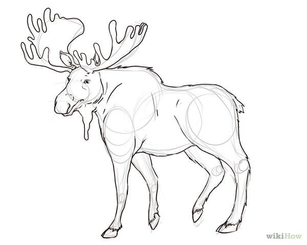 600x480 Draw A Moose