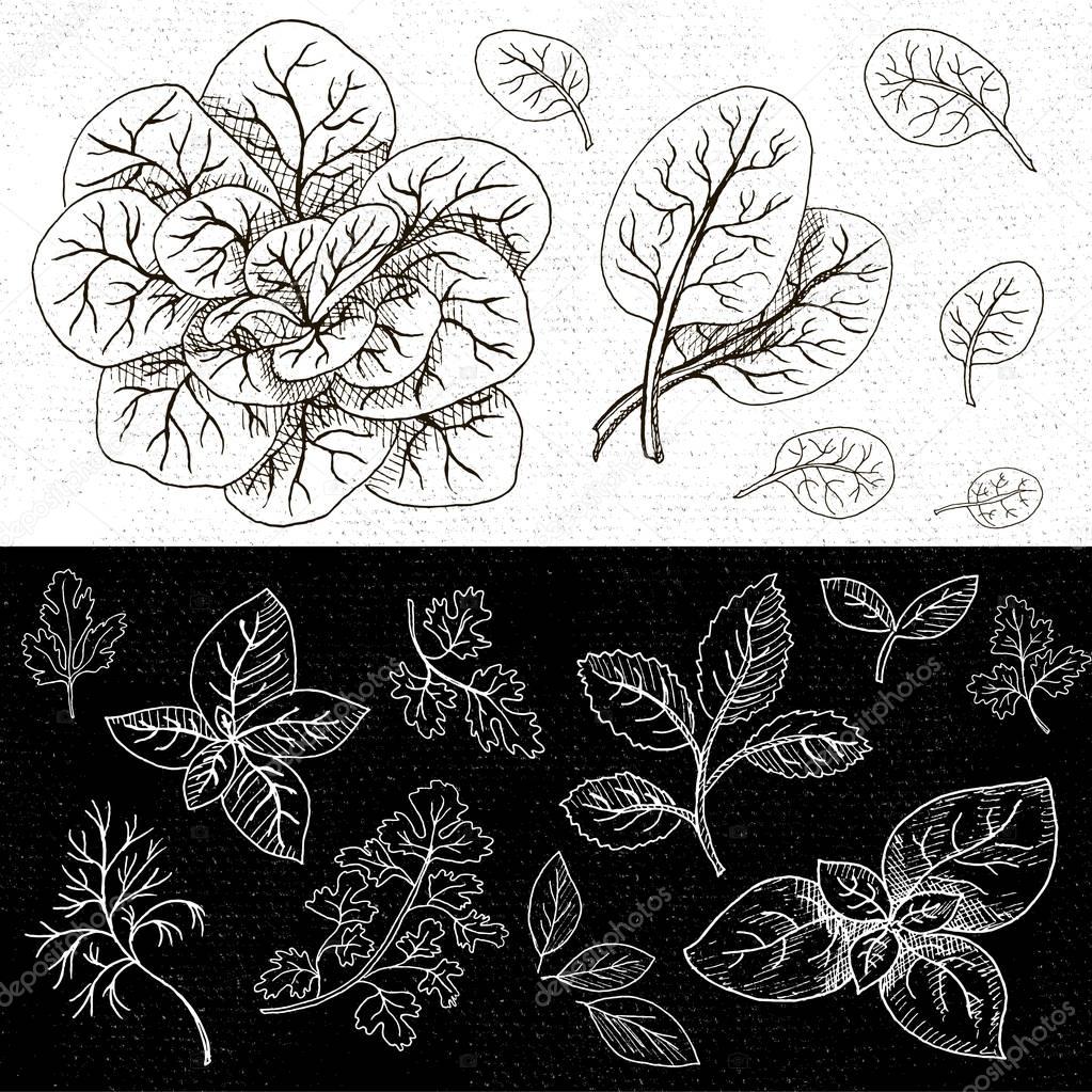 1023x1023 Set Of Chalk Drawn On A Blackboard Food, Spices. Stock Vector