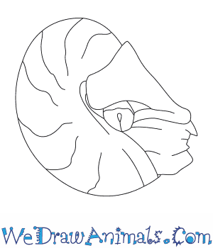 300x350 How To Draw A Nautilus