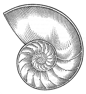 276x302 June Illustrations A Shell Game