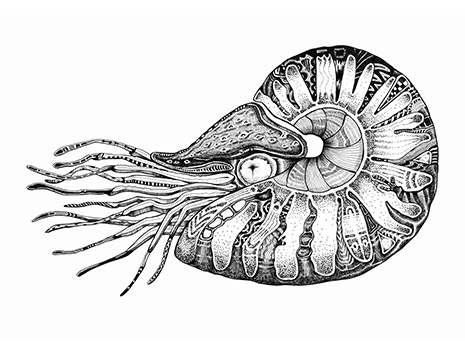 465x346 Nautilus
