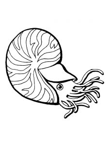 225x300 Nautilus Shell Coloring Page Download