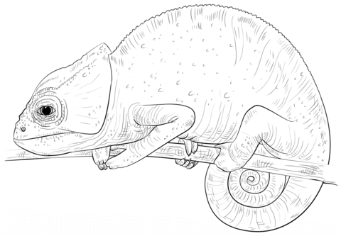 480x333 Chameleon Coloring Page Free Printable Coloring Pages