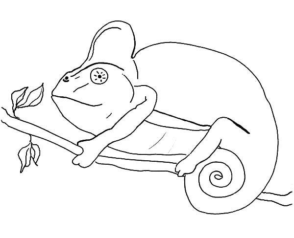 600x487 Drawing Chameleon Coloring Pages Best Place To Color