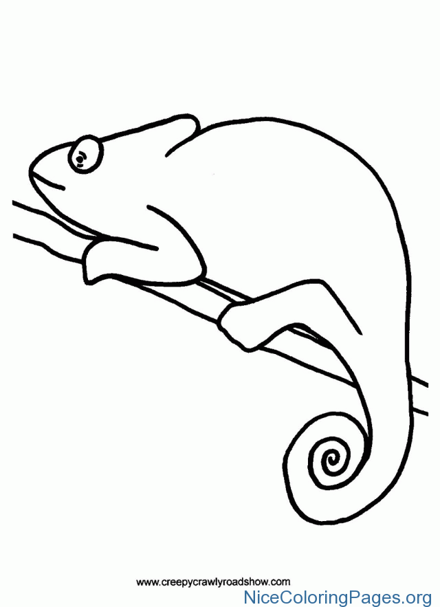 640x883 How To Draw Chameleon And Coloring Sheets