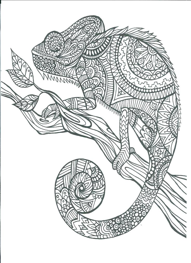 736x1012 Minimalist Chameleon Coloring Page Image Pages Pens Animal World
