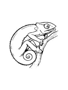 236x314 Chameleon Drawing