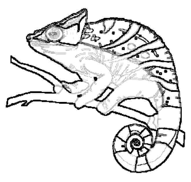 660x630 Chameleon Coloring Pages To Printable