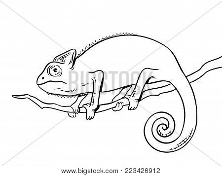 Chameleon Line Drawing at GetDrawings | Free download