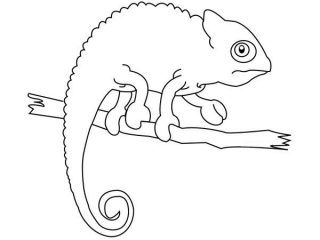 320x240 Trend Chameleon Coloring Pages 11 For Your Line Drawings