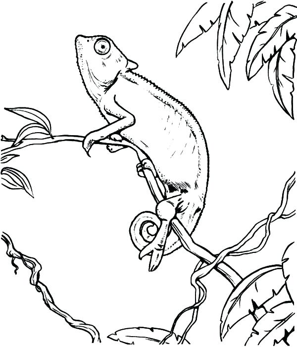 Chameleon Line Drawing at GetDrawings | Free download