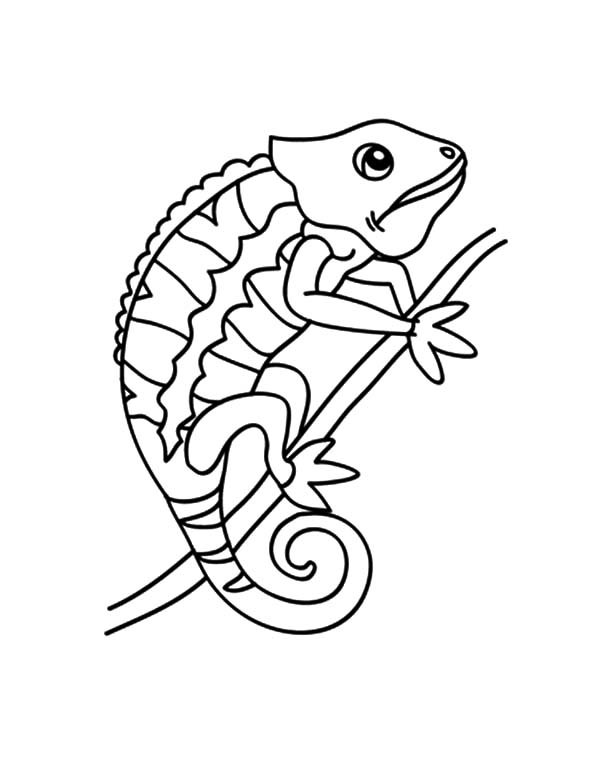 600x777 Chameleon Changing Color Coloring Pages Best Place To Color