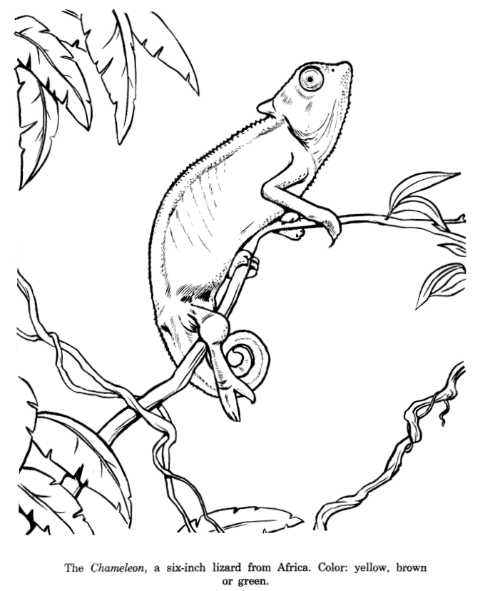 680x828 Chameleon Drawing And Coloring Page Coloring Animals