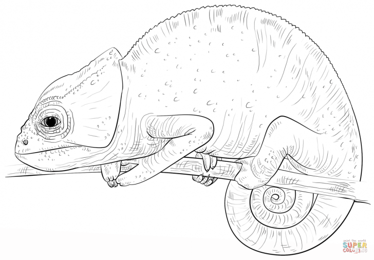 728x506 Chameleon Coloring Page With Wallpaper Mobile