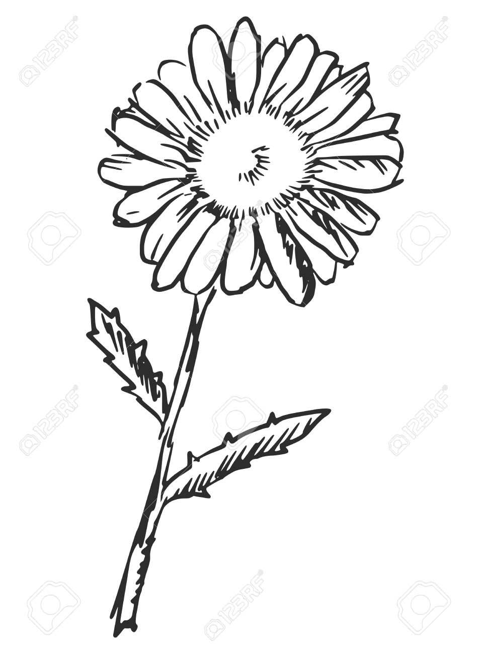 974x1300 Chamomile Clipart Black And White