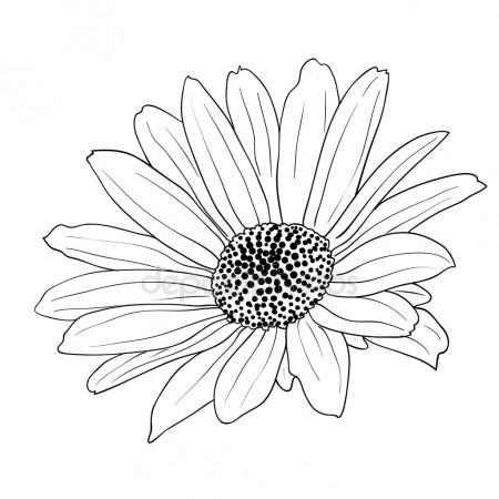 450x450 Chamomile Flower Sketch, Vector Hand Drawing Stock Vector