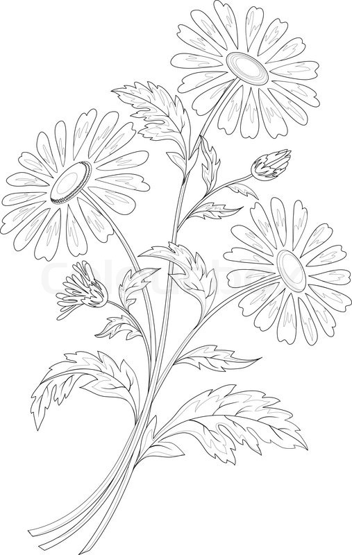 507x800 Chamomile Flowers Stock Vector Colourbox