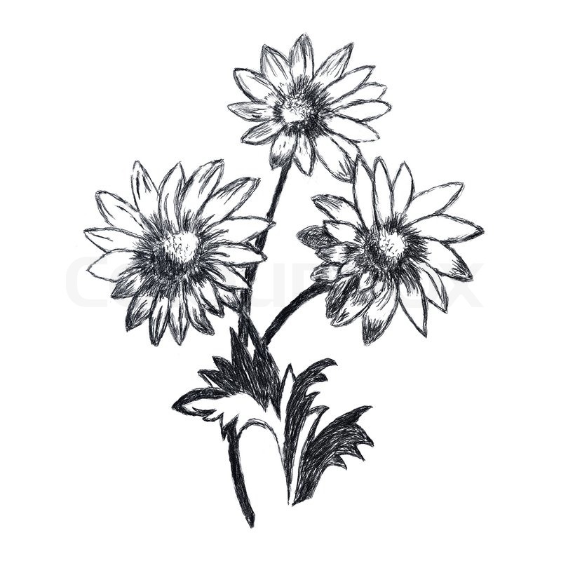 800x800 Chamomile Flowers Sketch. This Is Picture Drawed With Pencil